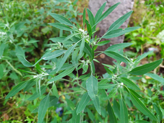 Chenopodium striatiforme