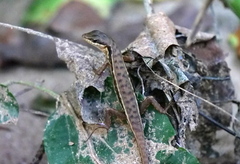 Sphenomorphus melanopogon