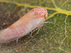 Cicadellidae
