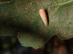 Cicadellidae