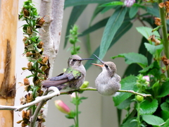 Cynanthus latirostris