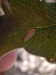 Cicadellidae