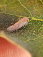 Cicadellidae