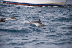 Delphinus