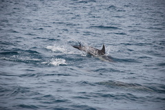 Delphinus