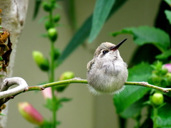 Cynanthus latirostris