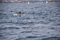 Delphinus