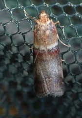 Acrobasis tumidana