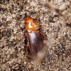 Harpalus erraticus