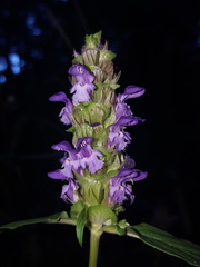 Prunella vulgaris lanceolata