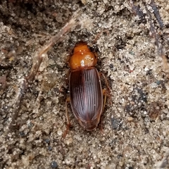 Harpalus erraticus