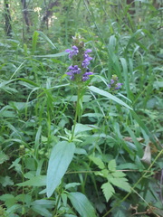 Prunella vulgaris lanceolata