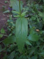 Prunella vulgaris lanceolata