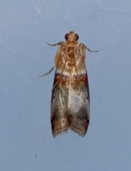 Acrobasis tumidana