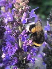 Bombus