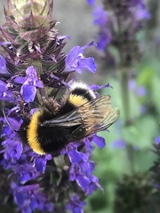 Bombus