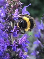 Bombus