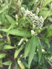 Persicaria tomentosa