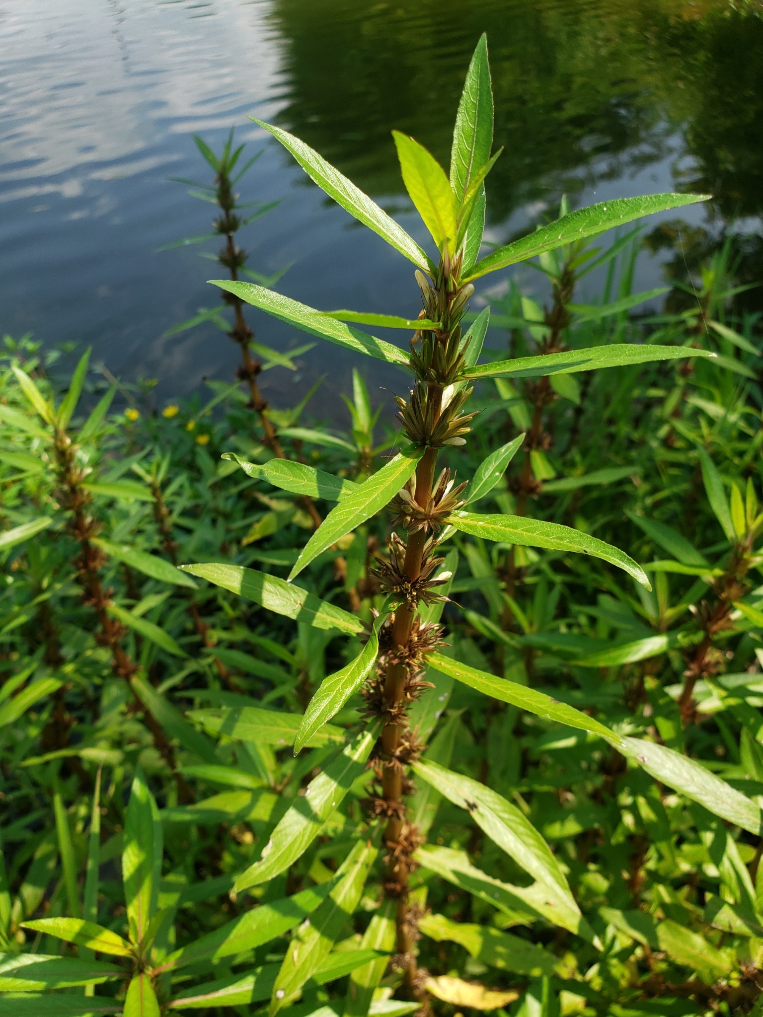 Hygrophila costata