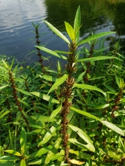 Hygrophila costata