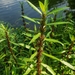 Hygrophila costata - Photo (c) Alvin Diamond, some rights reserved (CC BY-NC), uploaded by Alvin Diamond