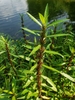 Hygrophila costata - Photo (c) Alvin Diamond, some rights reserved (CC BY-NC), uploaded by Alvin Diamond