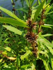 Hygrophila costata