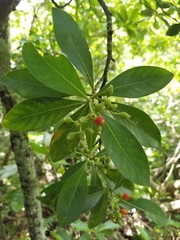 Psychotria mariana