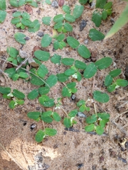 Euphorbia cordifolia