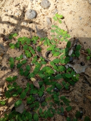 Euphorbia cordifolia