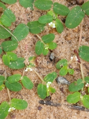 Euphorbia cordifolia