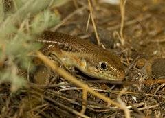 Eumeces schneiderii