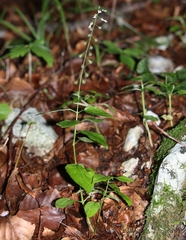 Circaea × intermedia
