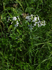Saponaria officinalis