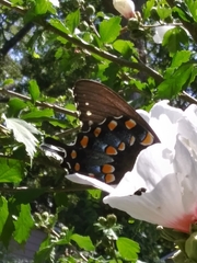 Papilio troilus