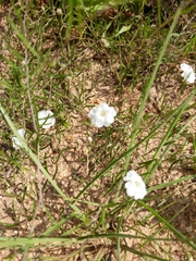 Stylisma pickeringii