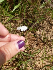 Stylisma pickeringii