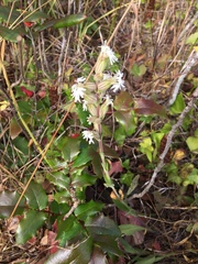 Silene scouleri scouleri