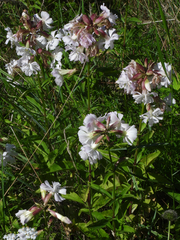Saponaria officinalis