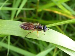 Pyrophaena granditarsis