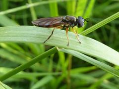 Pyrophaena granditarsis