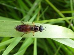 Pyrophaena granditarsis