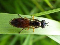 Pyrophaena granditarsis