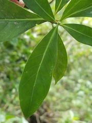 Psychotria mariana
