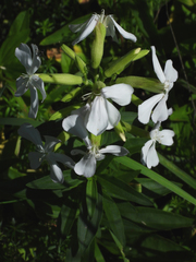 Saponaria officinalis