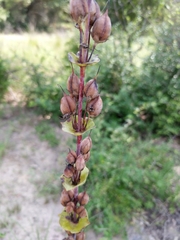 Penstemon murrayanus