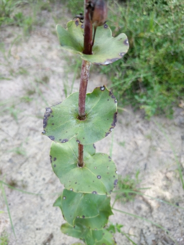 Image of Penstemon murrayanus by (c) Alison Northup, some rights reserved (CC BY)