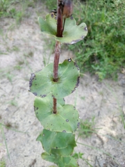 Penstemon murrayanus