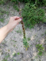 Penstemon murrayanus