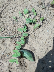 Matelea cynanchoides